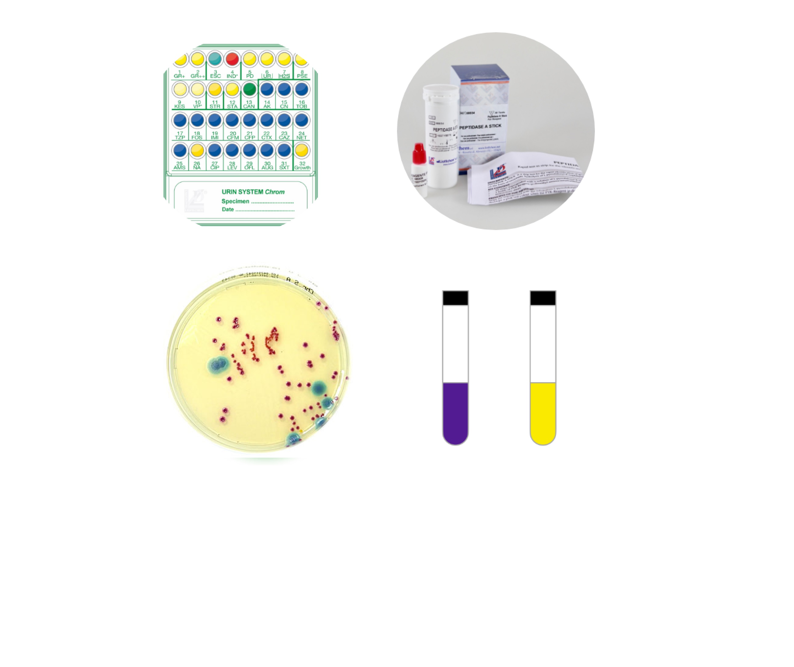 Microbial Identifications